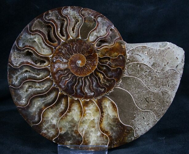 Split Ammonite Fossil (Half) #7968